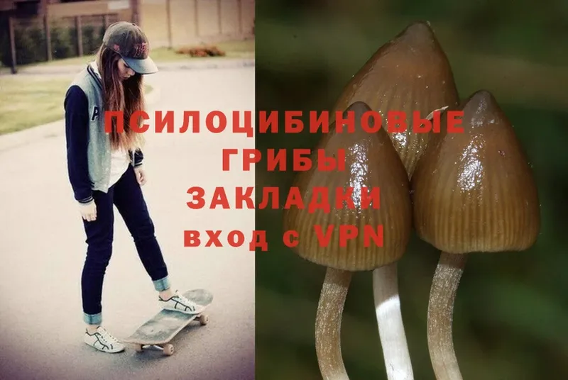 Галлюциногенные грибы Psilocybe Люберцы